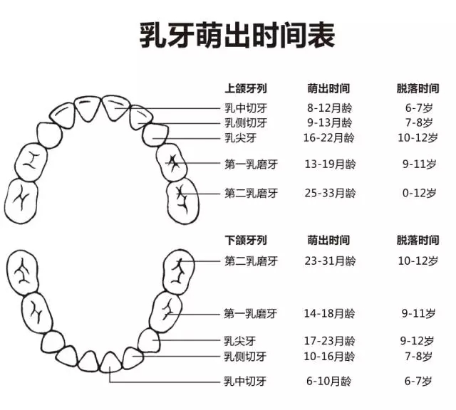 尚佳專(zhuān)業(yè)月嫂丨何時(shí)長(zhǎng)牙才算正常？